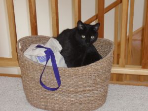 What about the easter cat?