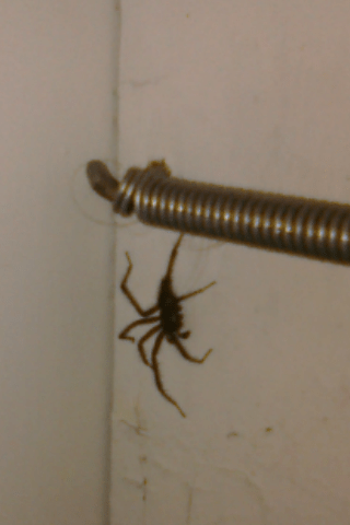 Another furry friend