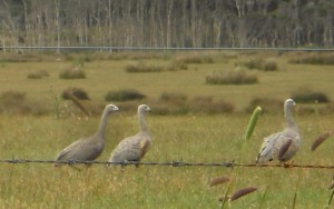 Cape Barren Geese