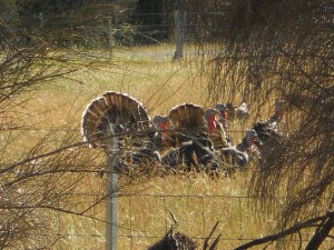 Wild turkeys