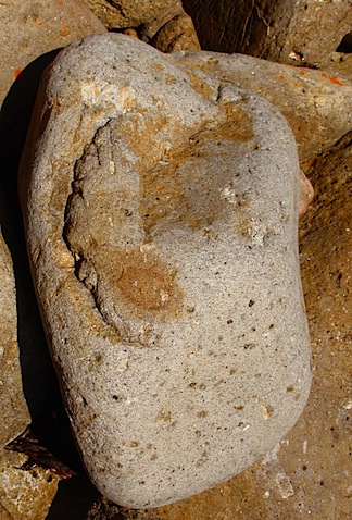 Foot Fossil