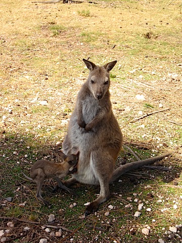 Joey trying to go home