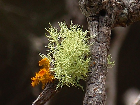 Lunch lichen
