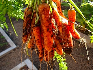 Bunch of carrots