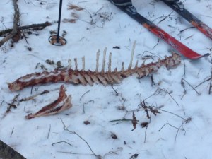 Deer spine and jaw
