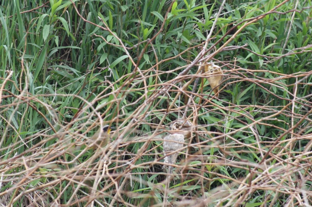 Chestnut sided warbler