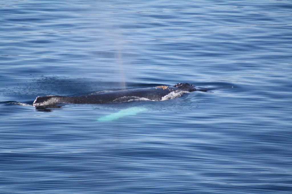 Five Finger 2013-08-10 055