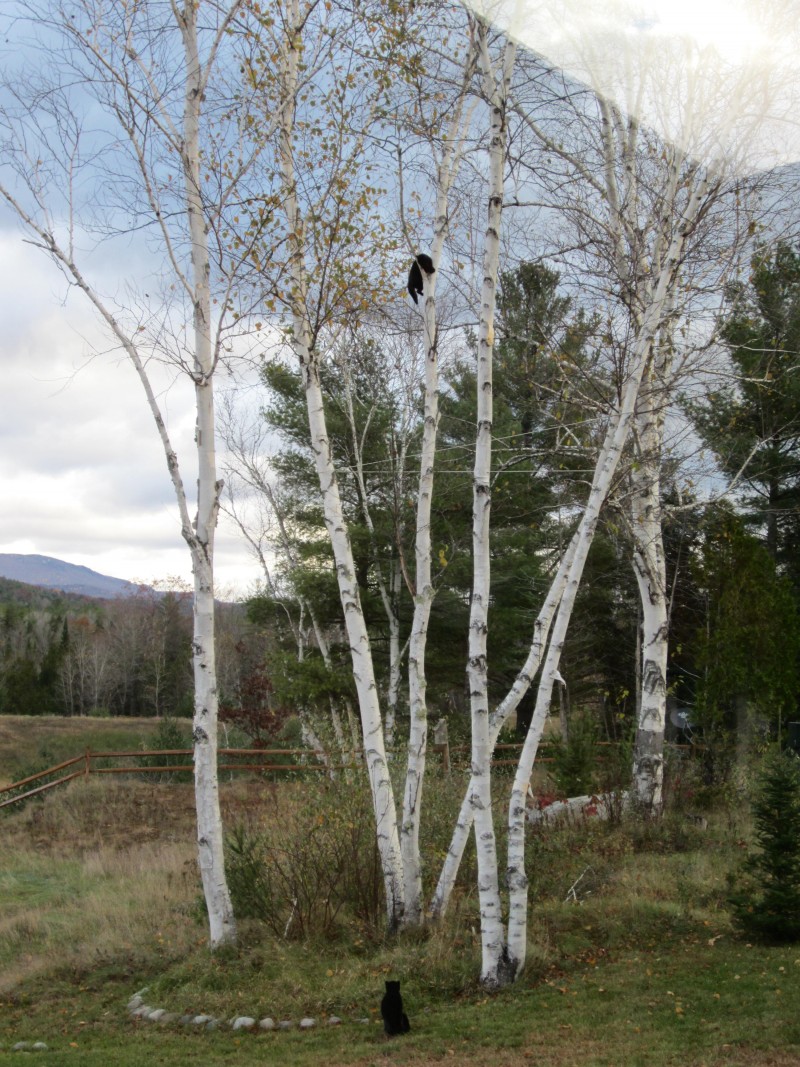 Loki and a cat up a tree