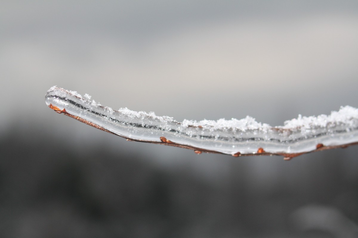 2013-12-28 Ice storm winter 2013 091