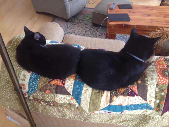 2016-01-29 iphone Feb 2016 003