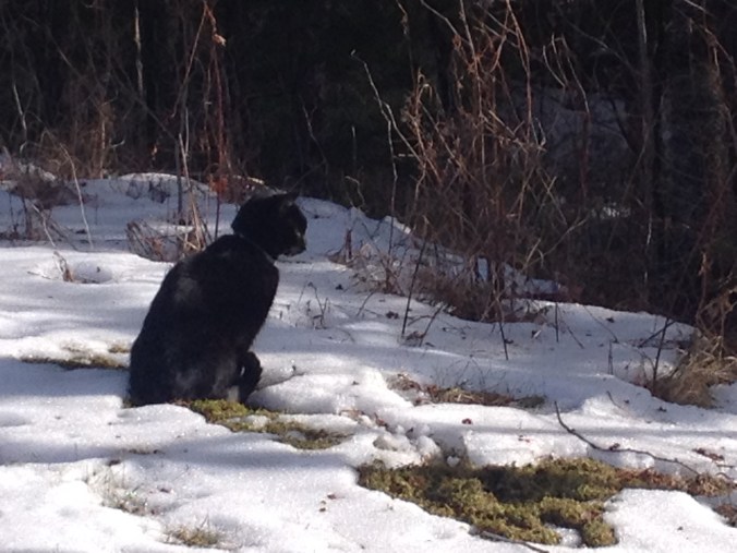 2016-02-01 iphone Feb 2016 006