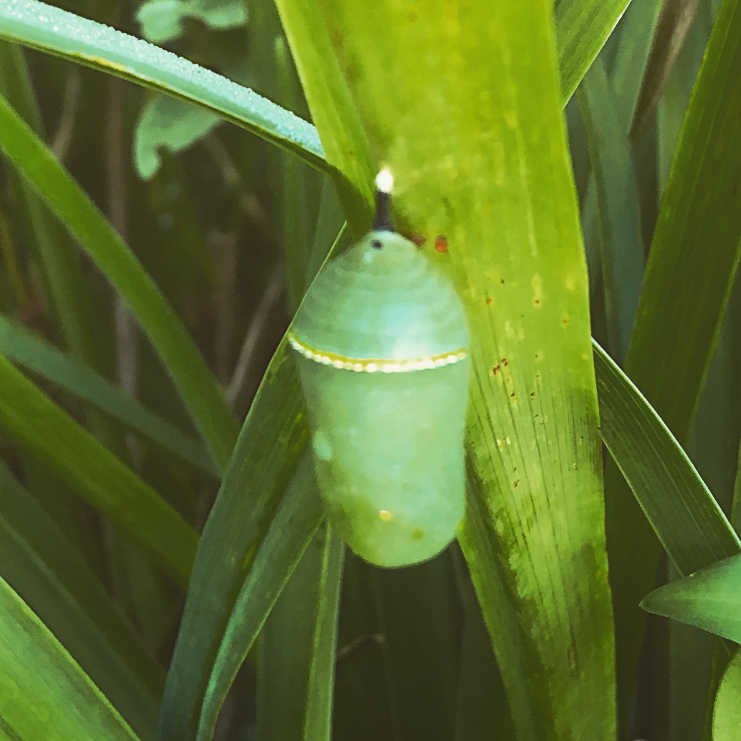 C2C66A7D-2716-409A-8B4E-46E0665C94D8