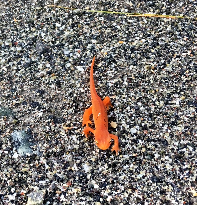 AB581D4D-08EB-4594-8E48-EE91DA6E22E0